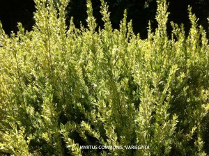 Myrtus communis 'Variegata' - foliage